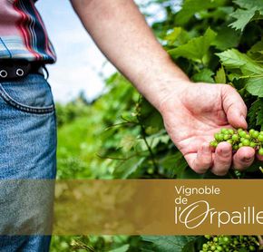 Vignoble de l'Orpailleur