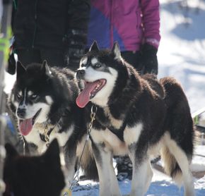 Chiens de traîneau