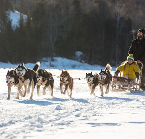 Excursion de traîneau à chiens, Laurentides, QC