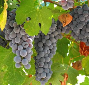 A walk through the vineyard