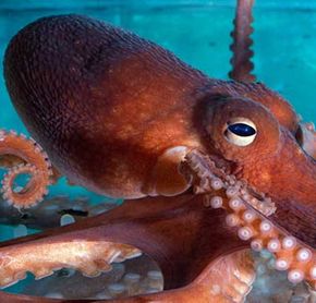 New England Aquarium