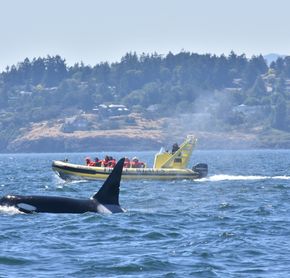 Whale watching zodiac