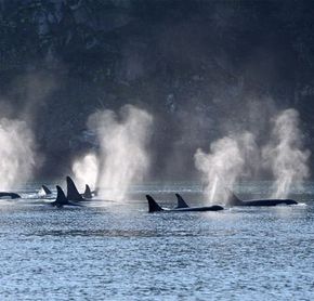 Whales group