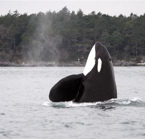 Orca