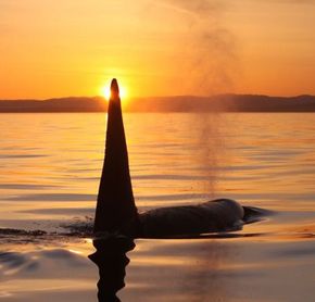 Whale at sunset