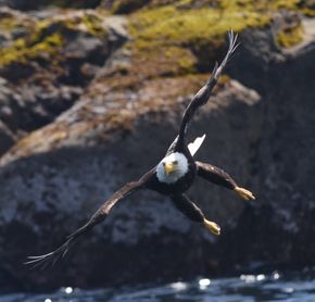 Bald Eagle