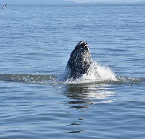 Humpback whale