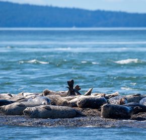Seals