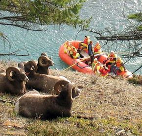 Mouflon and Rafting on the Athabasca