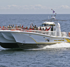Wildcat 4