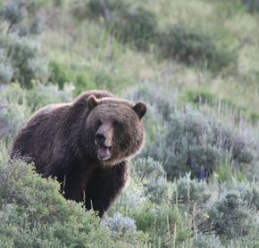 Ours à Yellowstone