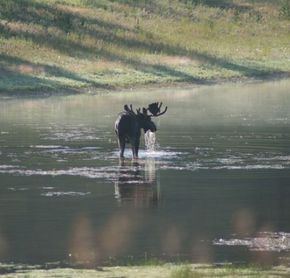 Orignal à Yellowstone