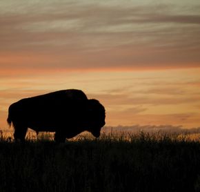 Bison au coucher du soleil