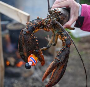 Lobster