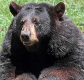 Black Bear in Omega Park, Montebello, Outaouais