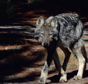 Appel des Loups