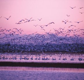 Snow Geese on the banks of the St. Lawrence River