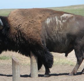 American Bison