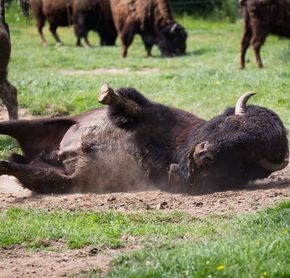 The Land of Bisons