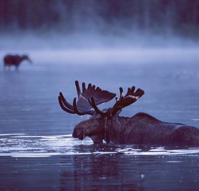Moose in Gaspesie National Park