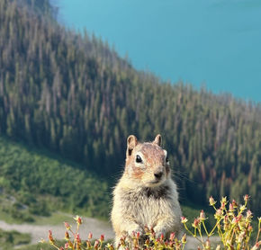 Chipmunk near Kananaskis Lake Superior, Alberta