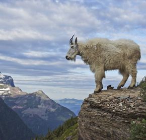 Chèvre de montagne