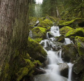 Rainforest Creek at Harrison