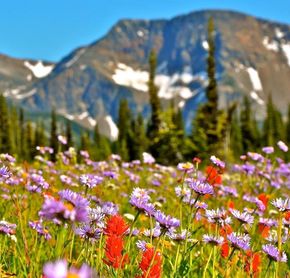 Alpine flowers on Mount Trophy