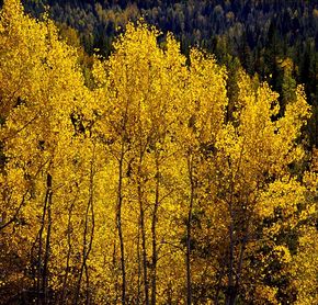 Autumn foliage in Wells Gray Park