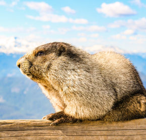 Mont Rainier, marmotte du parc