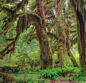 Parc National Olympic