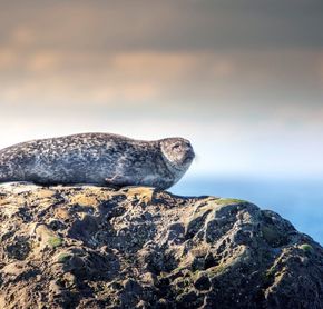 Seal in Bic National Park, Québec, Canada