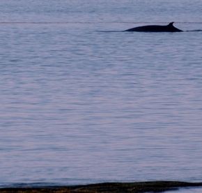 Camping Parc et Mer Mont-Louis - Observation des baleines