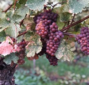 Vignobles de l'Okanagan
