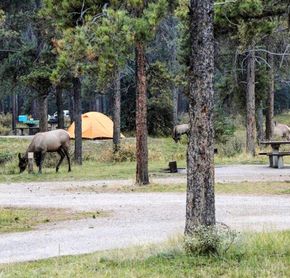 Camping du Mont Whistlers - Wapiti