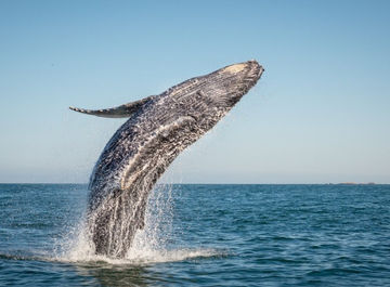 Observation des baleines à Tadoussac : le guide complet
