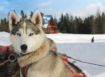 5 must-do winter activities in Quebec 