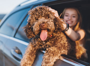 Voyager au Canada avec son chien : le guide pratique 