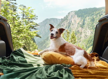 Voyager au Canada avec son chien : le guide pratique 