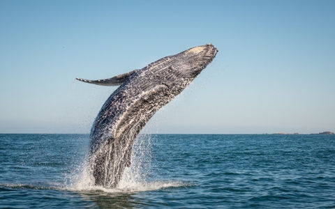 Observation des baleines à Tadoussac : le guide complet