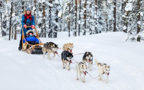 The 5 best places to go dog sledding in Quebec