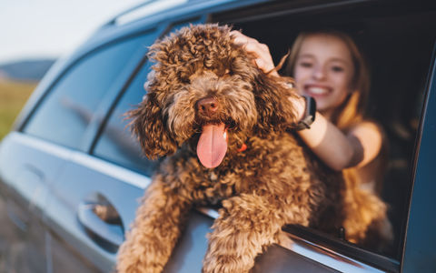 Voyager au Canada avec son chien : le guide pratique 