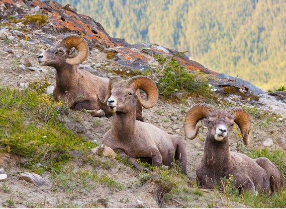 Animaux sauvages au Canada