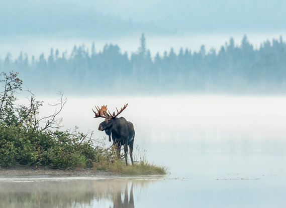 Un caribou sur les bords d'un lac au Canada
