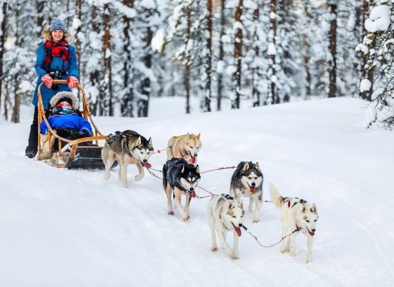 Femme en train de faire du chien de traineau dans la forêt