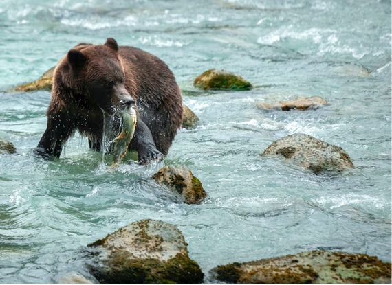 Grizzly bear catching a fish