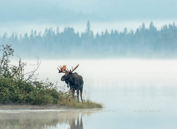Un caribou sur les bords d'un lac au Canada