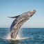 Whale Watching in Tadoussac: The Complete Guide