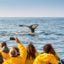 Où observer les baleines au Québec&nbsp;?