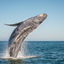 Whale Watching in Tadoussac: The Complete Guide